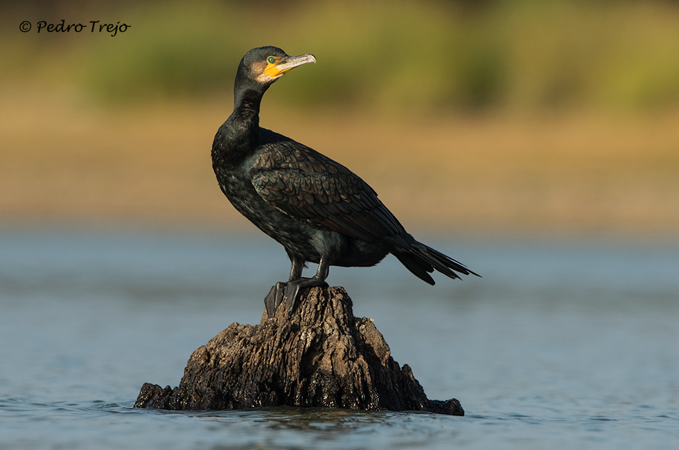 Cormoran grande (Phalacrocorax carbo)